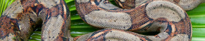 Costa Rica Travel Information and Photos