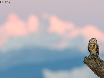 My Top Ten Birds, Part 2
