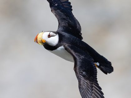 My Top Ten Birds, Part 1