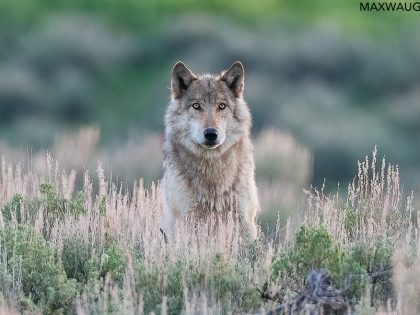 Photos Added to Archive: Yellowstone 2007