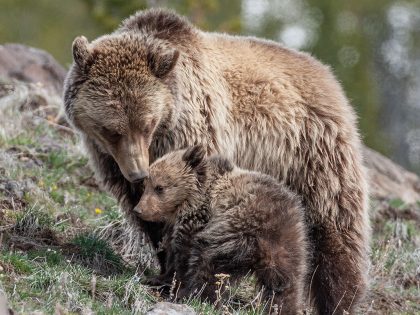 Photos Added to Archive: Yellowstone 2008
