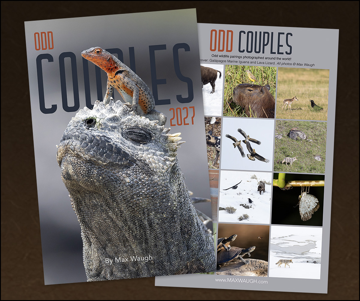 2027 Odd Couples Calendar