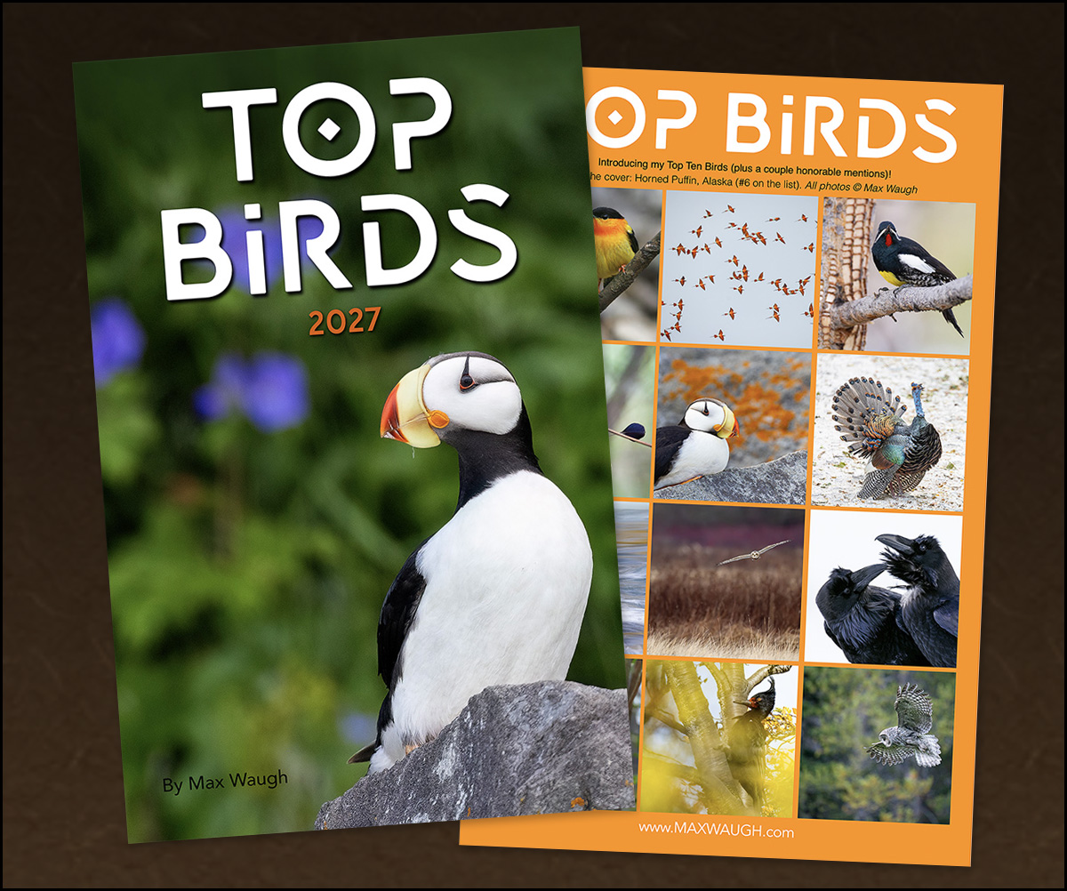 2027 Top Birds Calendar