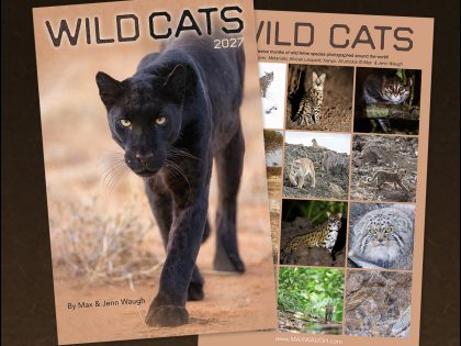 2027 Nature and Wildlife Calendars are Here!