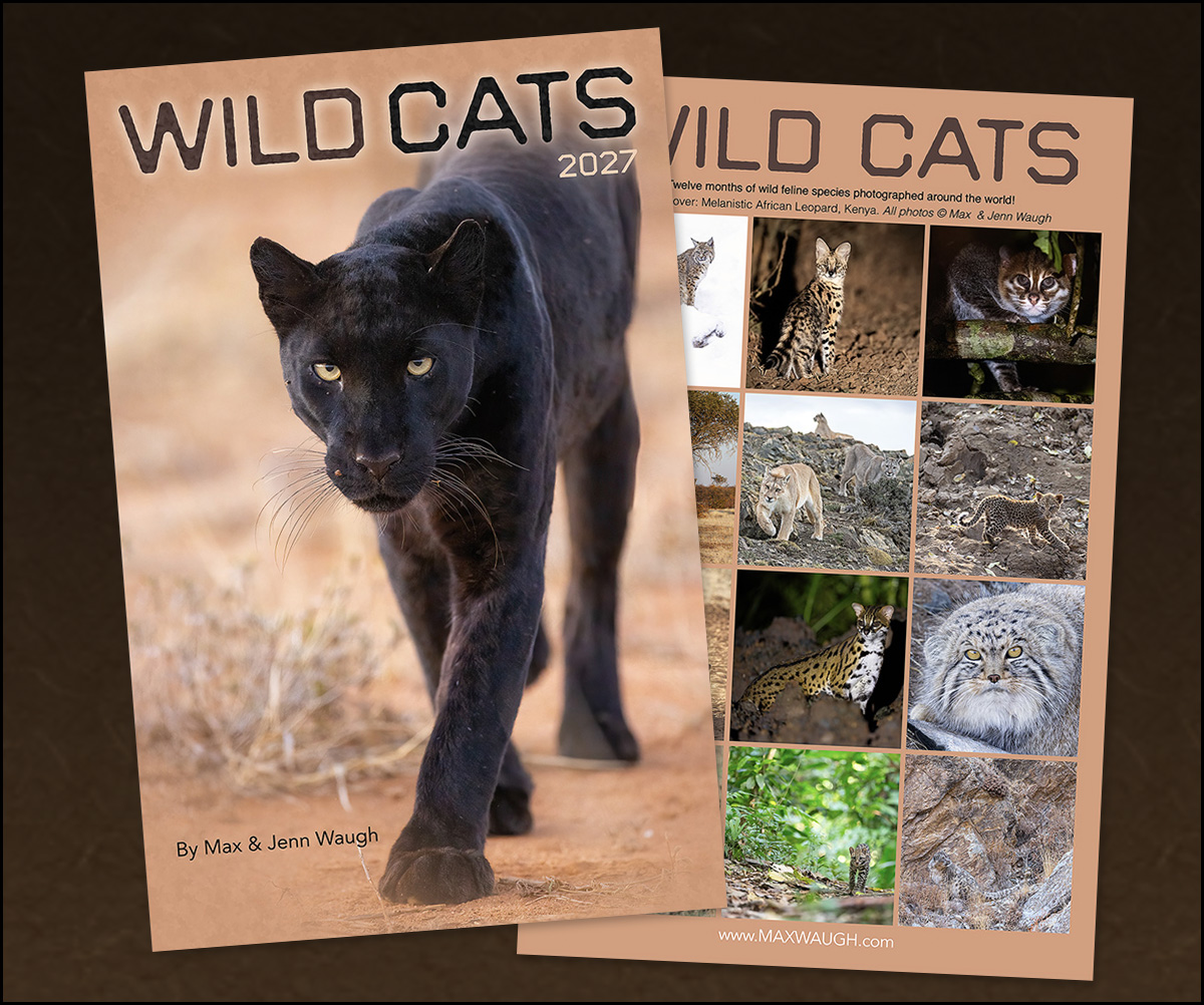 2027 Wild Cats Calendar