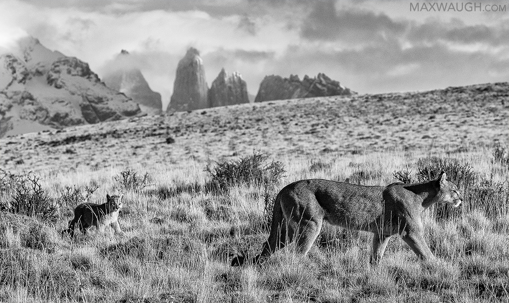 Puma Family